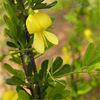 Egrow 60 Pcs / Pack Caragana Korshinskii Tree Seeds Caragana Korshinskii Tree Plant Korshinsk Peashrub