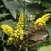 Egrow 60 Pcs / Pack Mahonia Seeds Mahonia Bealei Plant Mahonia Fortunei
