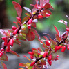 Egrow 60 Pcs / Pack Maple Leaf Barberry Seeds Atropurpurea Bonsai for Home Garden Plant