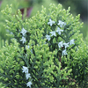 Egrow 60 Pcs / Pack Phoenix Queue Cyprès Graines Phoenix Queue Cyprès Semente Plante Chamaecyparis Obtusa Filicoides