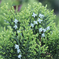 Egrow 60 Pcs / Pack Phoenix Queue Cyprès Graines Phoenix Queue Cyprès Semente Plante Chamaecyparis Obtusa Filicoides