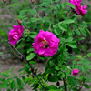 Egrow 60 Pcs / Pack Red Thorn Rose Seeds Red Thorn Rosa Rugosa Tree Semente Plant Flower Seeds