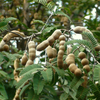 Egrow 60 Pcs / Pack Tamarindus Indica Seeds Tamarind Pulp Tree For Home Garden Plant