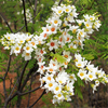 Egrow 60 Pcs / Pack Xanthoceras Tree Seeds Xanthoceras Tree Semente Plant Xanthoceras Sorbifolium