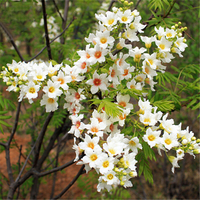 Egrow 60 Pcs / Pack Xanthoceras Tree Seeds Xanthoceras Tree Semente Plant Xanthoceras Sorbifolium