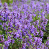 Egrow 600 Pcs / Pack Graines de lavande Fleurs violettes Accueil Décorations de table dintérieur Plantes de lavande