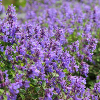 Egrow 600 Pcs / Pack Graines de lavande Fleurs violettes Accueil Décorations de table dintérieur Plantes de lavande