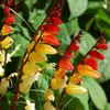 Egrow 65 Pcs / Pack Columnea Graines Gloriosa Fleur Mina Lobata Bonsai pour Maison Jardin Plante