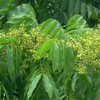 Egrow 8 Pcs / Pack Sapindus Tree Seeds Sapindus Tree Semente Plant Chinese Sapindus Mukurossi Gaertn
