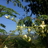 Egrow 80 Pcs / Pack Graines Darbre Moringa Arbre Moringa Semente Plante Moringa Oleifera Arbre