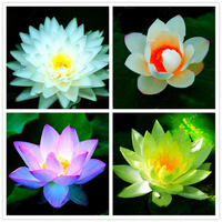 Egrow Lotus Fleur Graines Plantes Aquatiques Bonsa Lotus Graines Plante Vivace pour la Maison Jardin