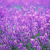 Egrows 200Pcs Provence Lavender Seeds Graines de Fleurs Parfumées Bio Garden Garden Bonsai Plant