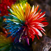 Egrows 20Pcs Chrysanthème Arc-en-ciel​ Graines Fleur Couleur Rare Maison Jardin Bonsai Plante Colorant