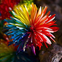 Egrows 20Pcs Chrysanthème Arc-en-ciel​ Graines Fleur Couleur Rare Maison Jardin Bonsai Plante Colorant