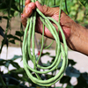 Graines de niébé rouge,  caroube,  gingembre,  haricots,  légume suspendu,  pour,  jardin,  graines