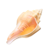 Grand 17-20 cm Naturel Conque Coquilles Corail Mer Escargot Fish Tank Accueil Ornement Décorations