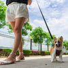 Harnais de gilet de sécurité pour chien