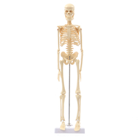 Mini modèle dos de squelette humain détachable jambes de bras amovibles avec support en métal modèle médical anatom