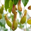 Nepenthes communes 10pcs sarracénie de graines de fleurs carnivores