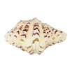 Ornements de salon Mer Shell Clam Tridacna Big Conch Naturel 10-12CM Fish Tank Décorations
