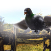 Pigeon floqué enduit Pigeon ramier Chasse Tir Leurre Répulsif Chasse en plein air Outil de tir
