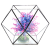 Polygon Serre Verre Terrarium DIY Micro Paysage Plantes Succulentes Pot De Fleur