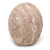 Segnosaur Oeuf De Dinosaure Simulation Fossile Enseignant Spécimen Denseignement Décorations De La Chambre Cadeau