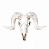 Tenture murale en résine de Ram Skull Ornement tête de mouton Art Animal Sculpture Décorations