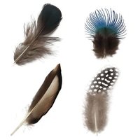 20pcs DIY Feathers Beautiful Assorted Natural Pheasant Feathers