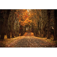 7x5ft Autumn Forest Background Photography Backdrop Studio Photo Vinyl Cloth Wall Art