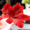 Bridal Wedding Orchid Flower Leopard Hair Clip Barrette Hair Dress Accessories