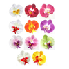 Silk Phalaenopsis Phal Flower head Artificial Orchid Hair Accessories