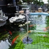 Anself Fontaine énergie solaire 8V 1.6W Panneau solaire Kit Fontaine Pompe à eau Brushless eau Floating Bird Bath Étang Jardin