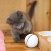 Boule interactive intelligente de jouet de chat,  jouet rechargeable automatique de lumière de chat de boule de roulement USB