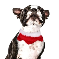 Ensemble de vêtements pour chats et chats pour animaux de compagnie