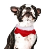 Ensemble de vêtements pour chats et chats pour animaux de compagnie