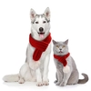 Ensemble de vêtements pour chats et chats pour animaux de compagnie