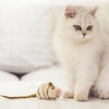 Jouet pour chat Gigwi Jouets pour chat qui grince Interactif Souris grinçante Jouet pour chat Melody Chaser Joue pour chaton Squeak Jouet électronique pour chat Oiseau Jouet pour chat Queue de plumes / Souris Jouet pour chat pour l