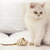 Jouet pour chat Gigwi Jouets pour chat qui grince Interactif Souris grinçante Jouet pour chat Melody Chaser Joue pour chaton Squeak Jouet électronique pour chat Oiseau Jouet pour chat Queue de plumes / Souris Jouet pour chat pour l