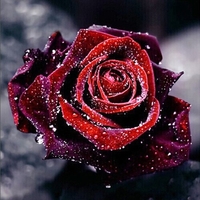 Kit de peinture au diamant bricolage 5D motif de fleur rose