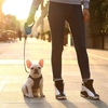 Laisse rétractable pour chien PETKIT laisse de marche pour animaux de compagnie robuste avec poignée antidérapante / lumière RVB / lampe de poche laisse extensible pour chiot petits chiens moyens