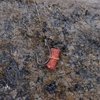 Lixada smell Carpe appâts grossiers rouge Appâts de pêche Pêche aux leurres Appâts artificiels