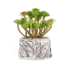 Mini plantes succulentes fraîches Simulation rempotage émulation plantes en pot bonsa ornement décoration de bureau