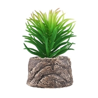 Mini plantes succulentes fraîches Simulation rempotage émulation plantes en pot bonsa� ornement décoration de bureau
