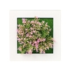 Plantes de Simulation artificielles Tenture murale 3D/Fleurs de bureau Cadre photo de plantes artificielles pour le cadeau de décoration murale de bureau à domicile