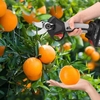 Sécateur électrique sans fil 21 V sans fil rechargeable 2, 0 A alimenté par batterie au lithium sécateur de branche d