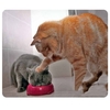 Tapis de souris CAT-7 Tapis de souris de jeu anti-dérapant pour chat mignon pour ordinateur portable MackBook