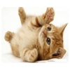 Tapis de souris CAT-9,  chat mignon,  tapis de souris de jeu antidérapant pour ordinateur portable MackBook