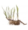Acore odorant rhizome tisane Vrac Herboristerie De Paris