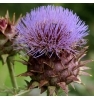 Artichaut Cardon Cynara Herboristerie De Paris